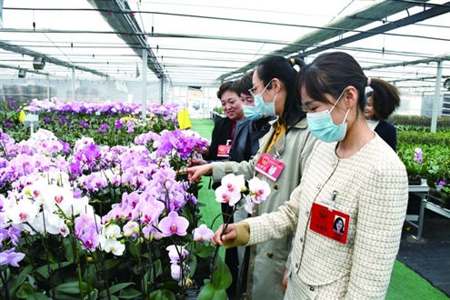 2023年4月,花卉产业人大代表联络站组织代表视察花卉产业发展情况 王玉婷 摄